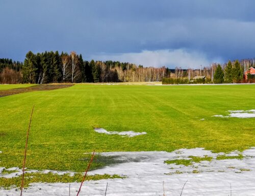 Nurmikon talvenkestävyys